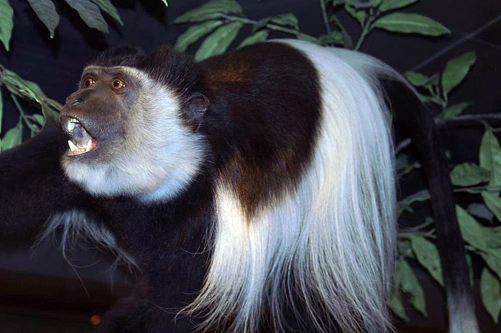 colobus guereza